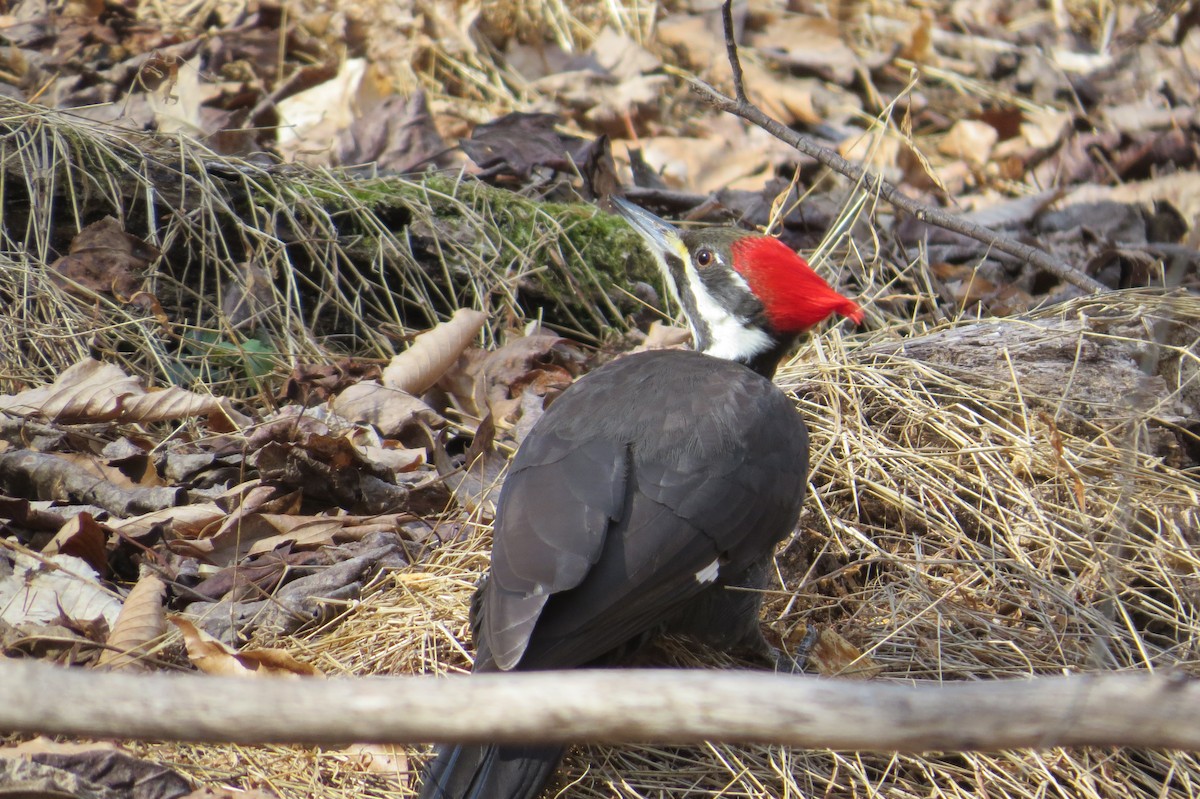 Pileated Woodpecker - ML630290333