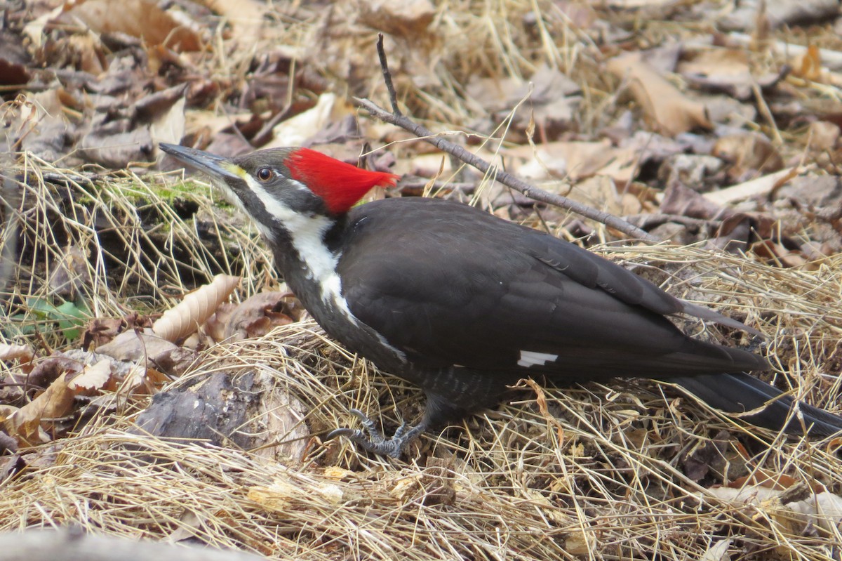 Pileated Woodpecker - ML630290334