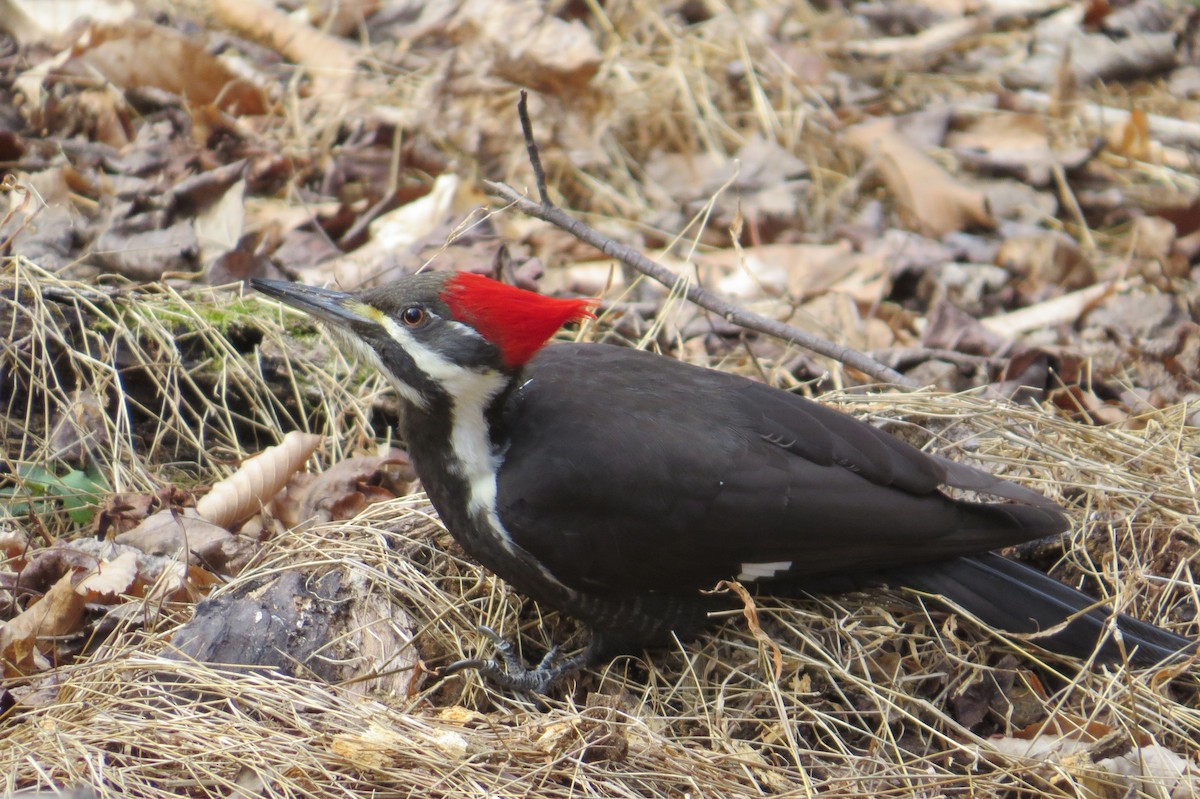 Pileated Woodpecker - ML630290336