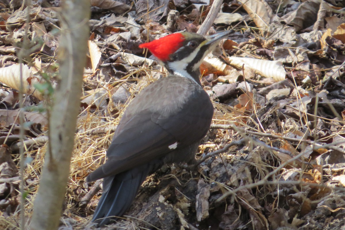 Pileated Woodpecker - ML630290340