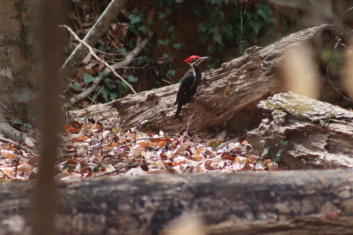Pileated Woodpecker - ML630290341