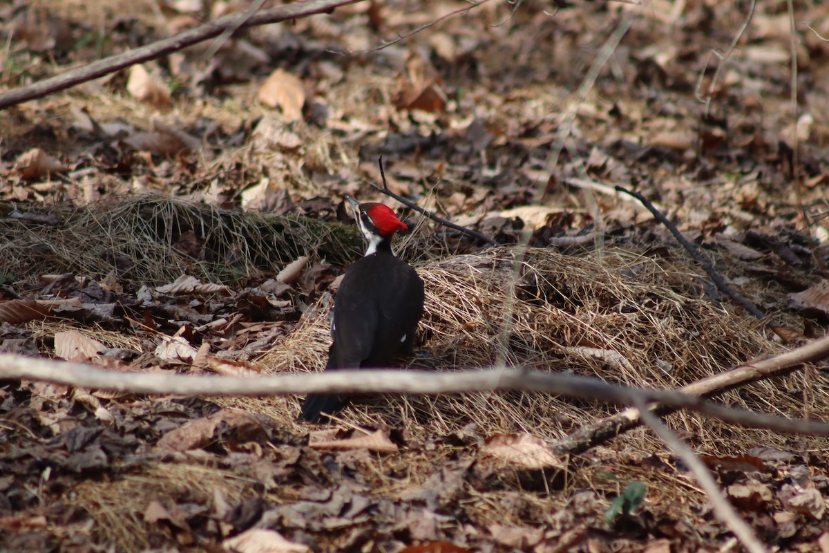 Pileated Woodpecker - ML630290342
