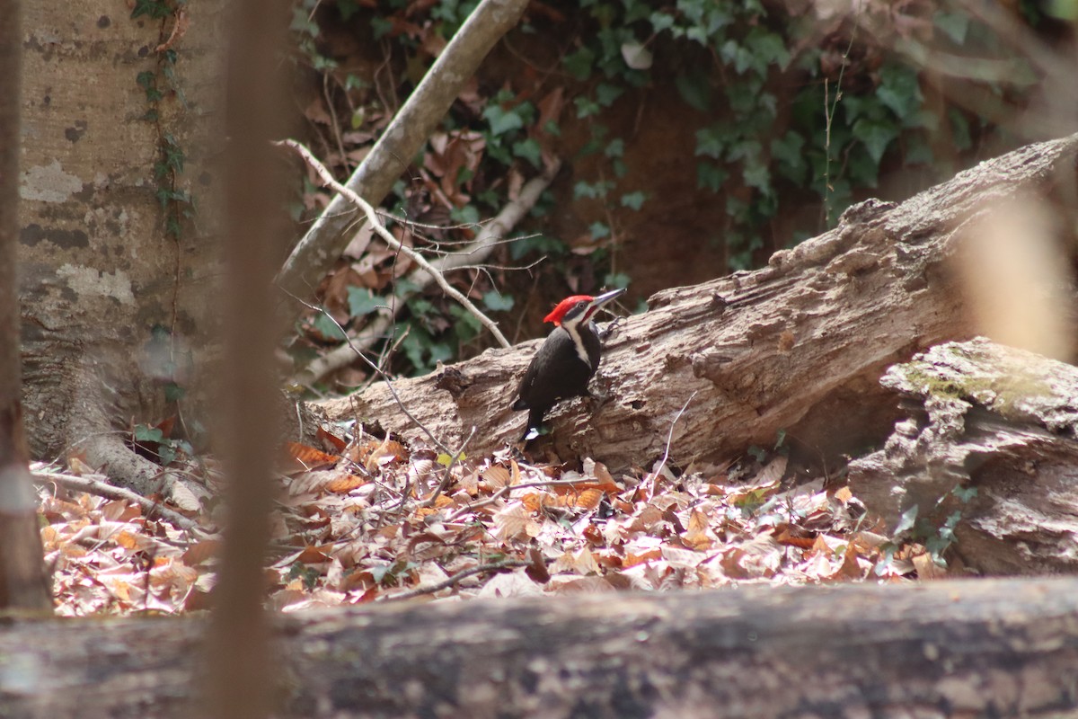 Pileated Woodpecker - ML630290343