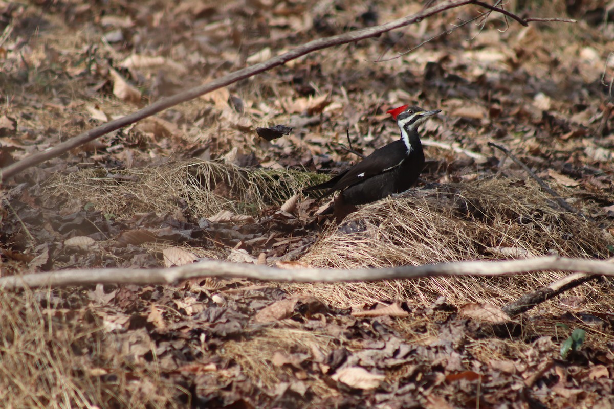 Pileated Woodpecker - ML630290344