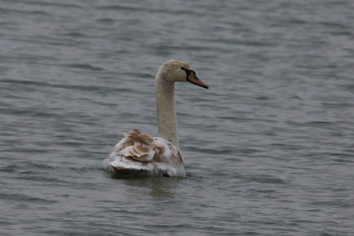 Cygne tuberculé - ML630290626