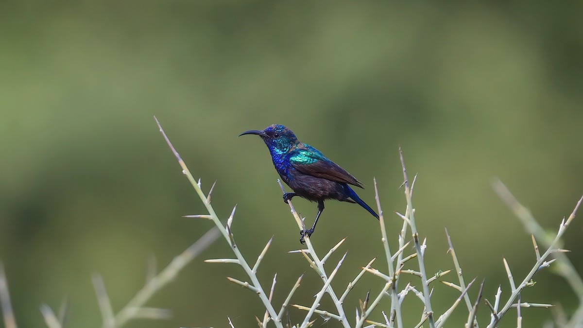 Palestine Sunbird - Mehmet Kıran