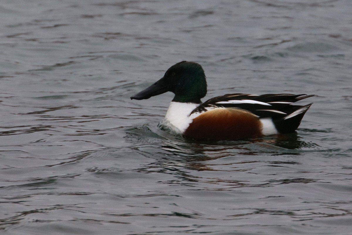 Canard souchet - ML630290755