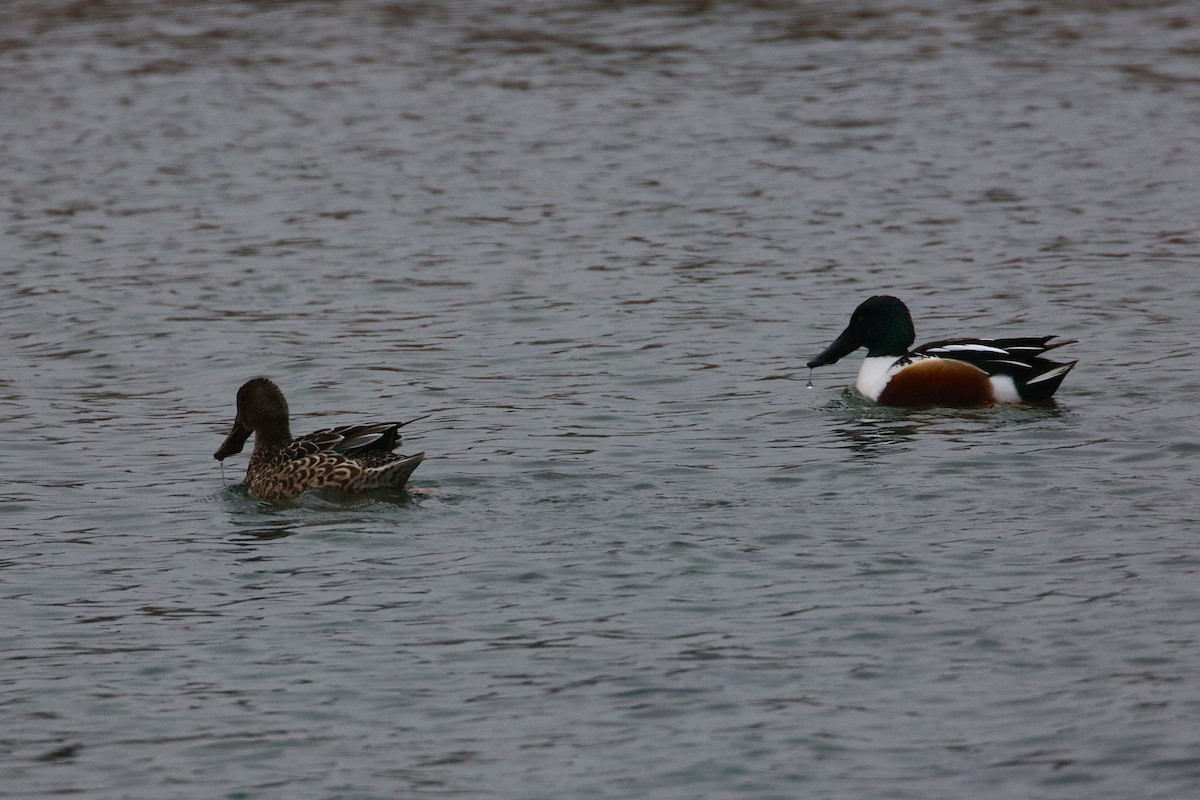 Canard souchet - ML630290798