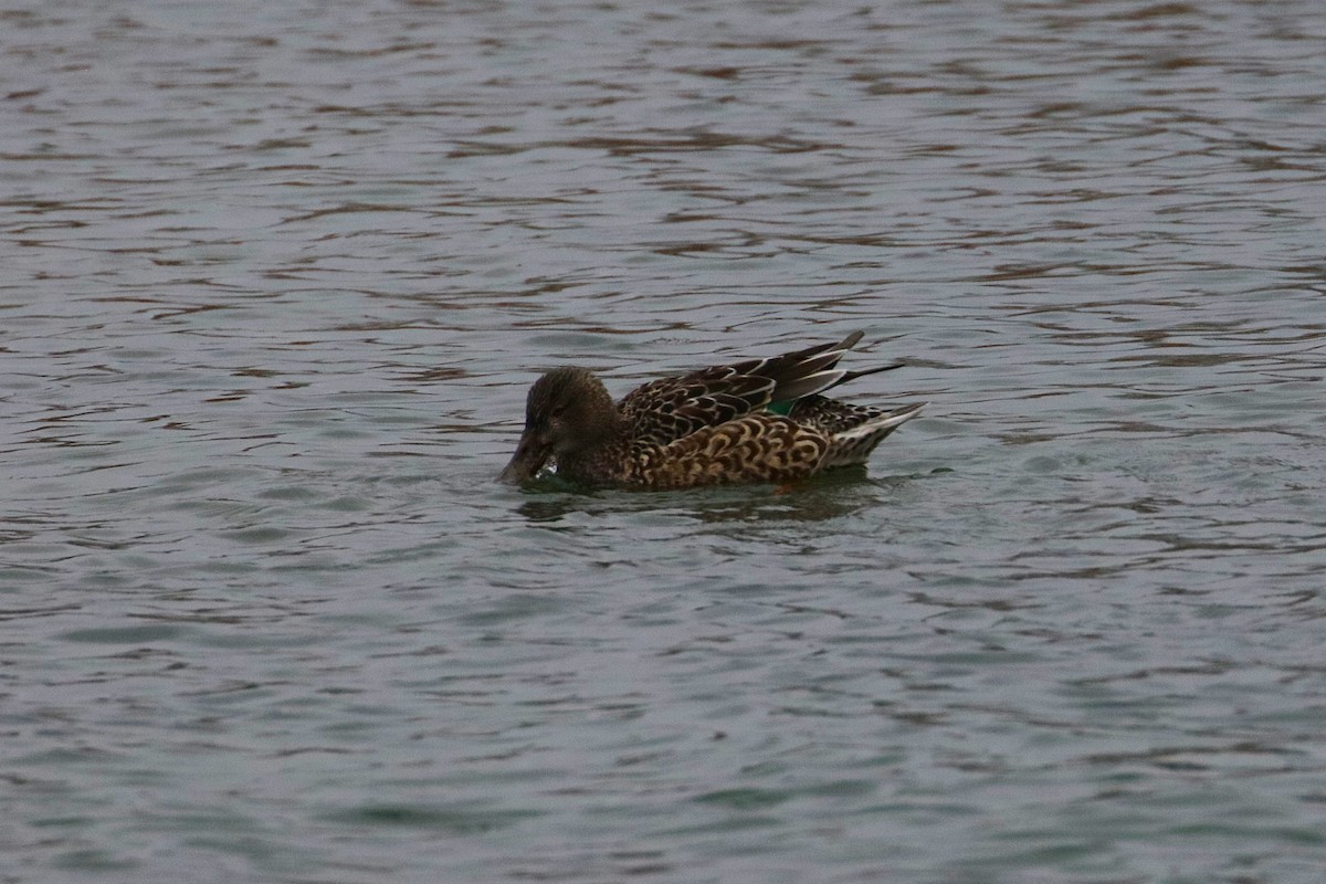 Canard souchet - ML630290831