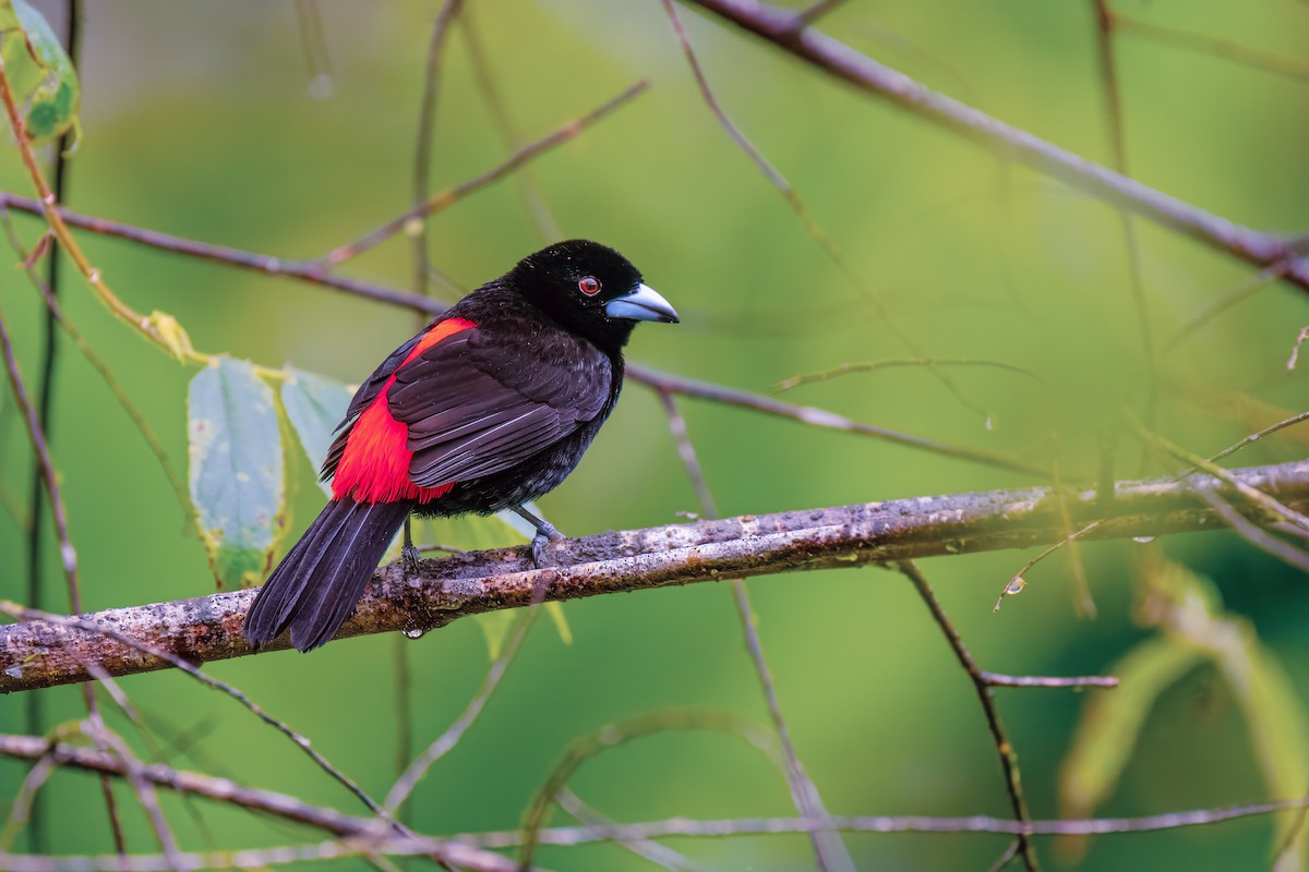 Scarlet-rumped Tanager - ML630290833