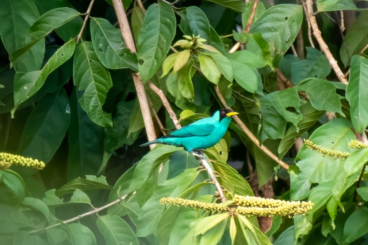 Green Honeycreeper - ML630290839