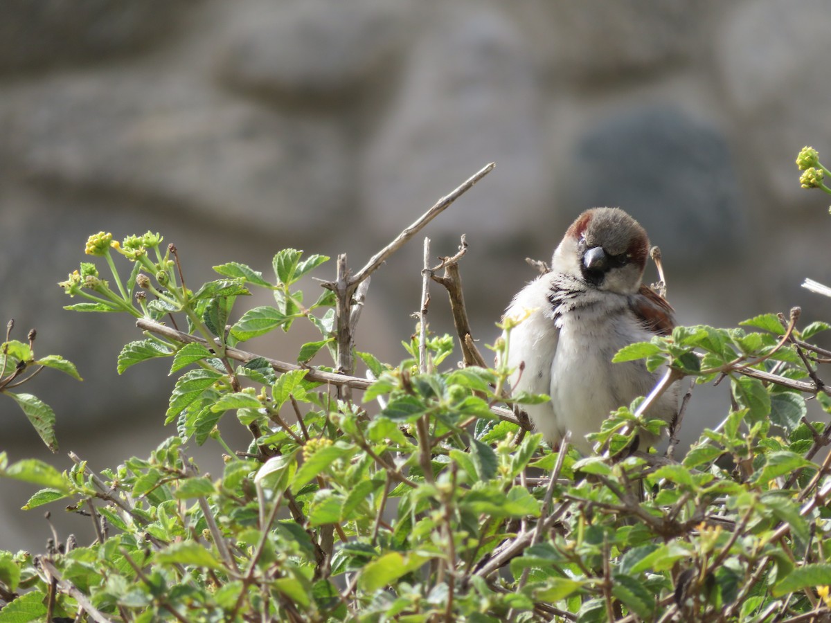 Оронгийн бор шувуу - ML630291006