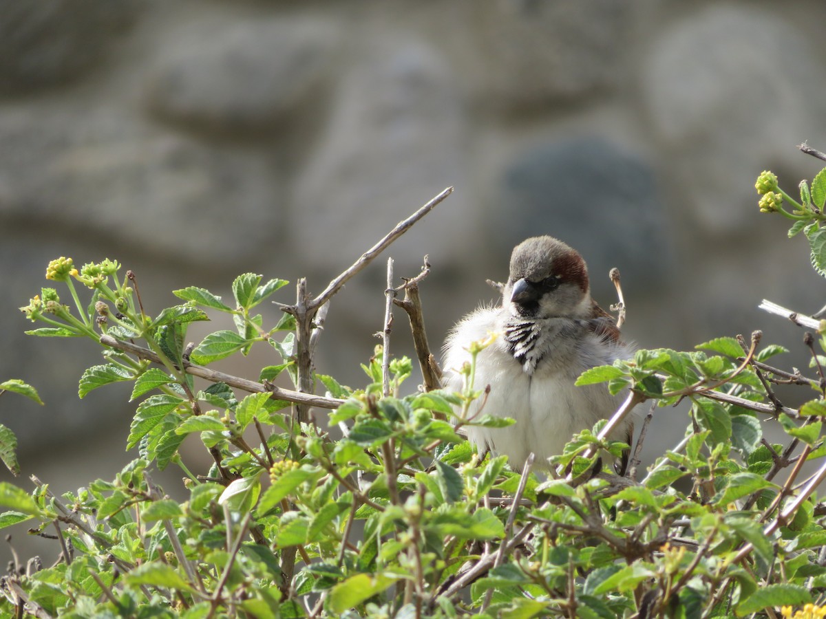 Оронгийн бор шувуу - ML630291007