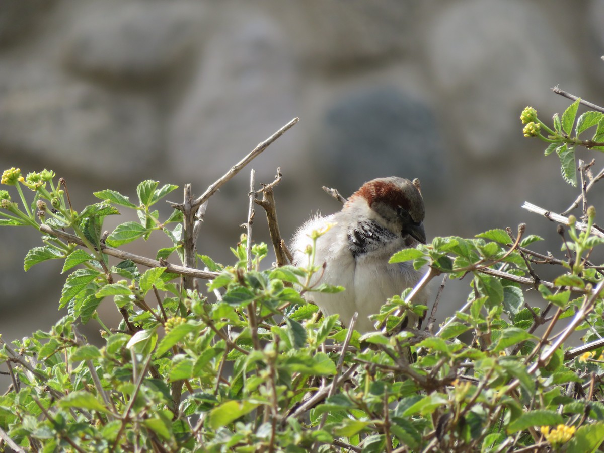 Оронгийн бор шувуу - ML630291008