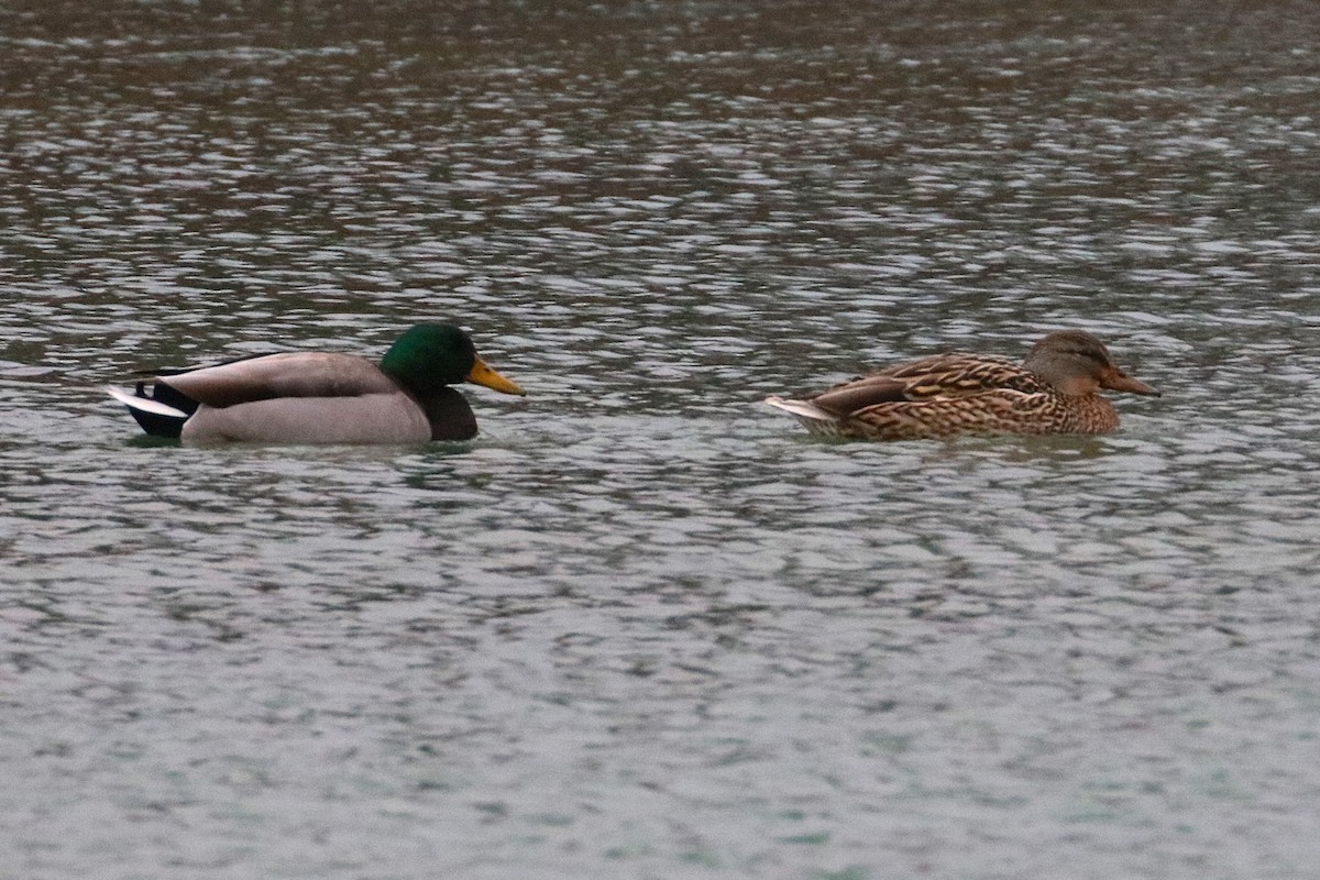 Canard colvert - ML630291090