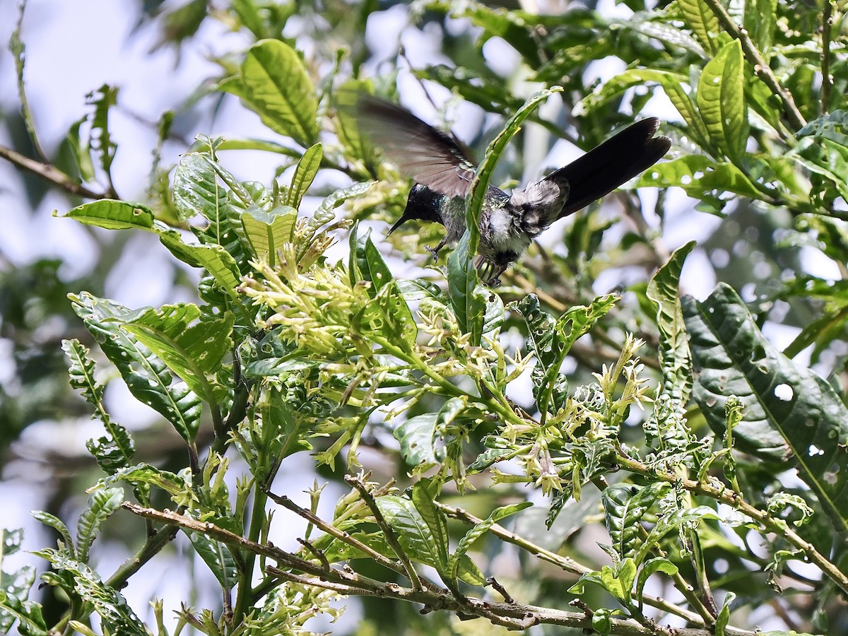 Black-backed Thornbill - ML630291402
