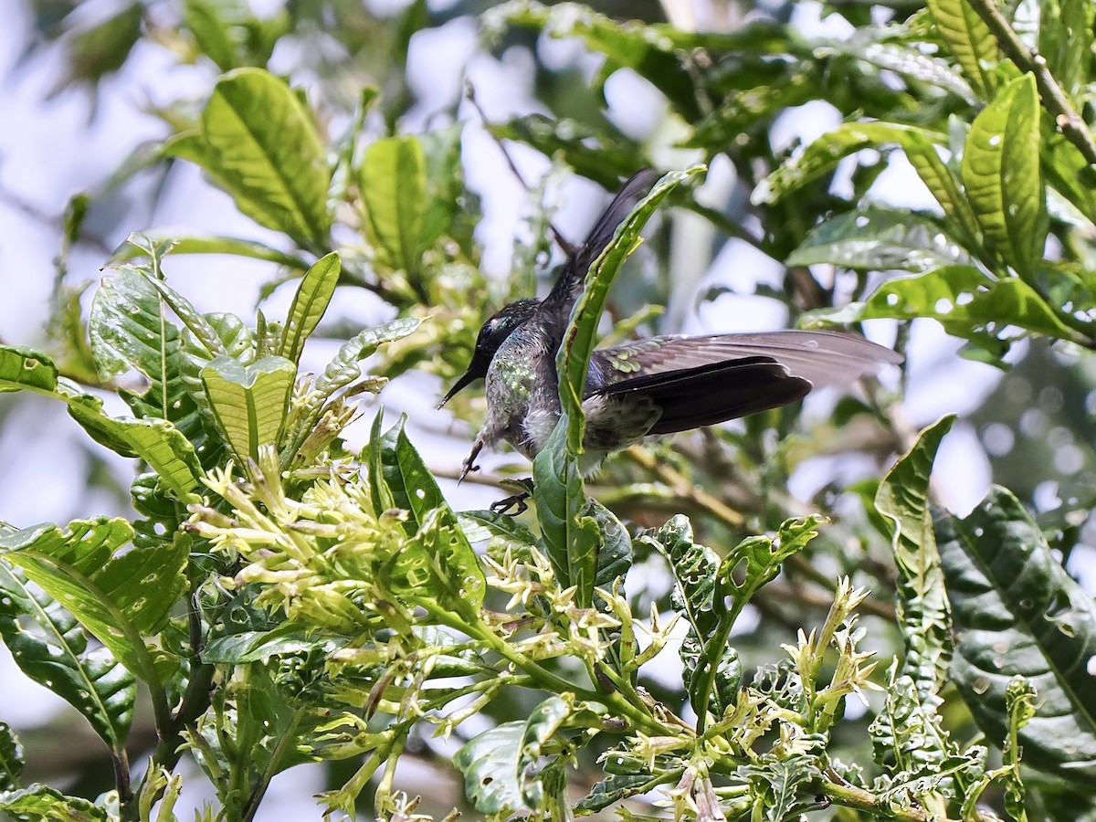 Black-backed Thornbill - ML630291403