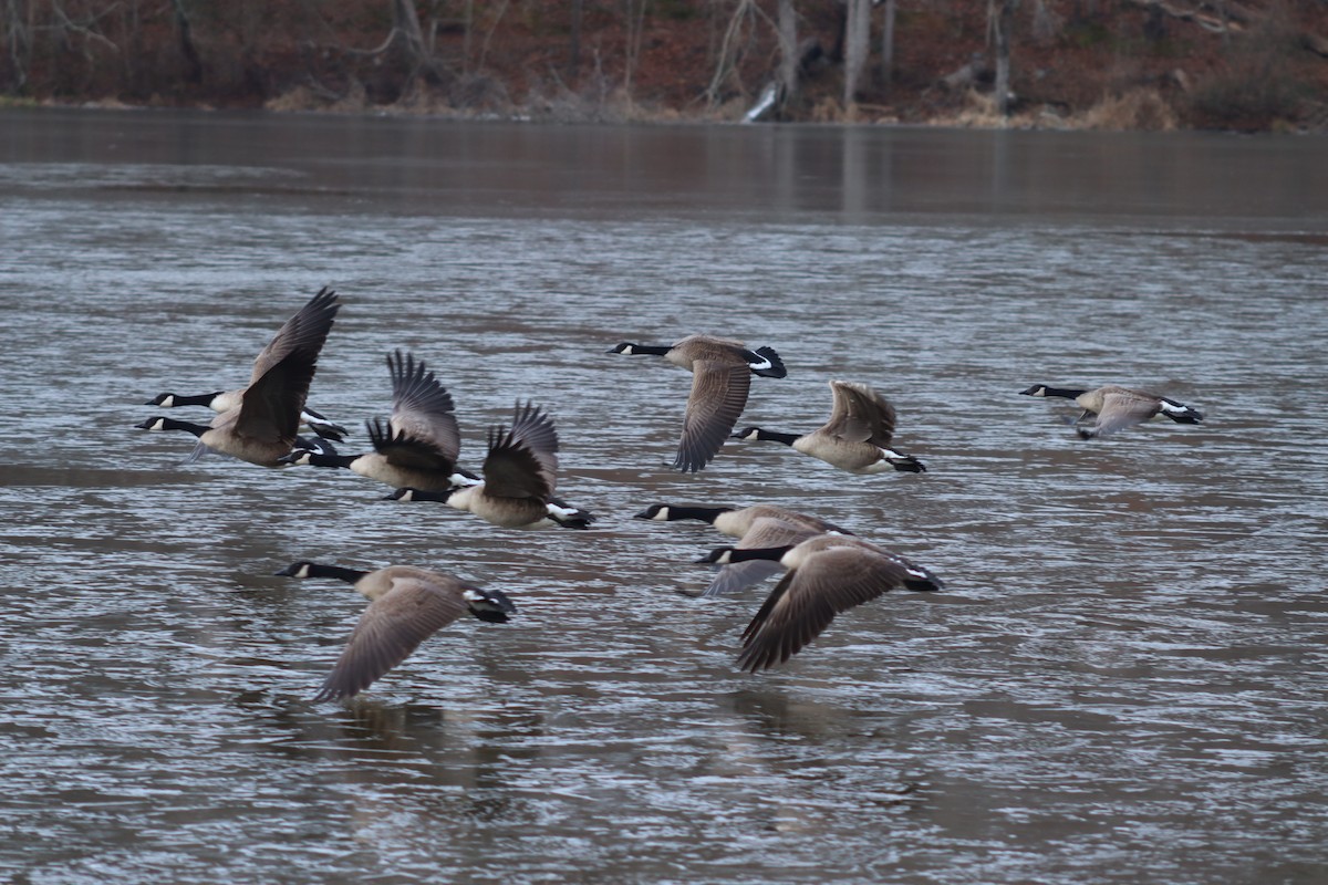 Canada Goose - ML630291527