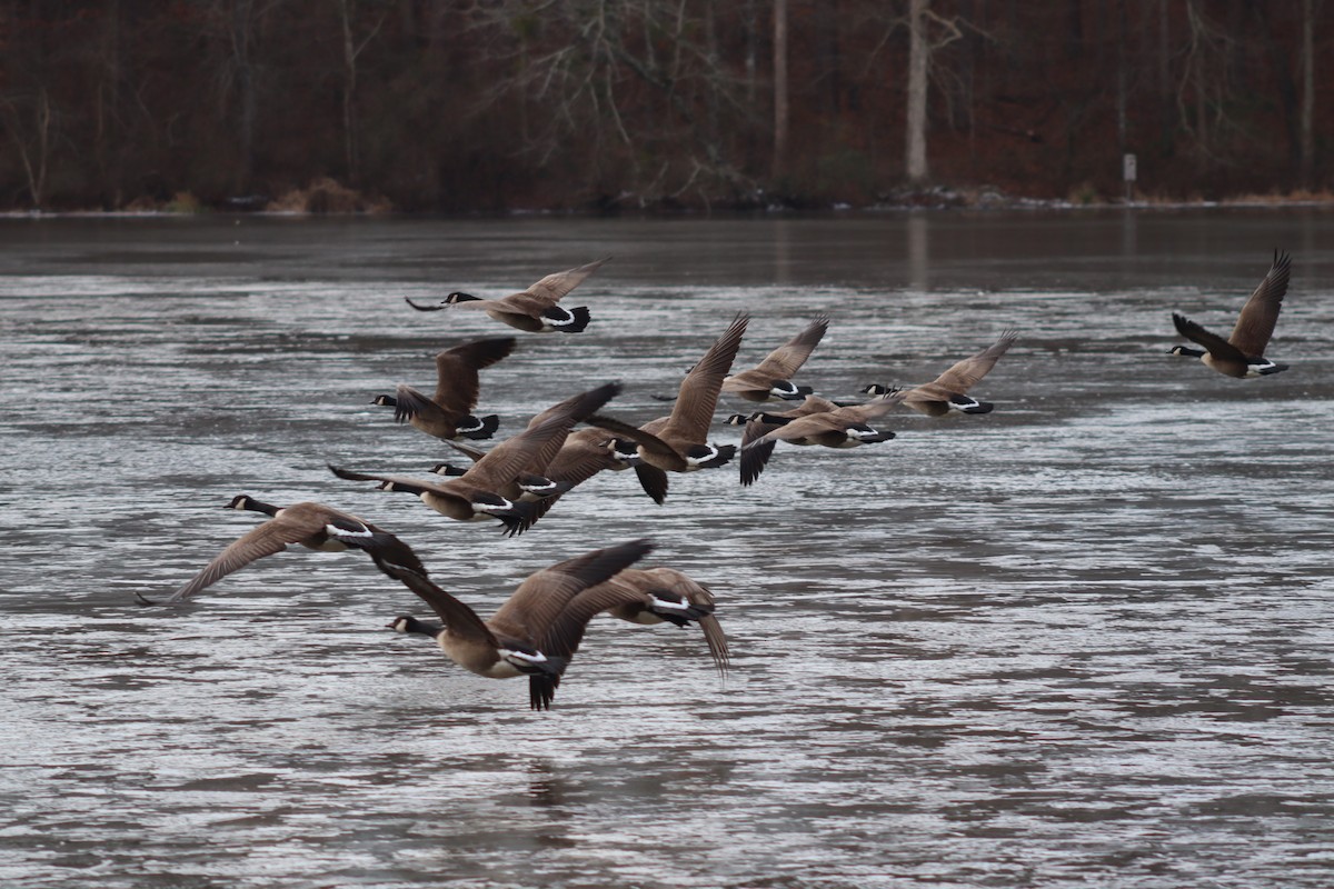 Canada Goose - ML630291531