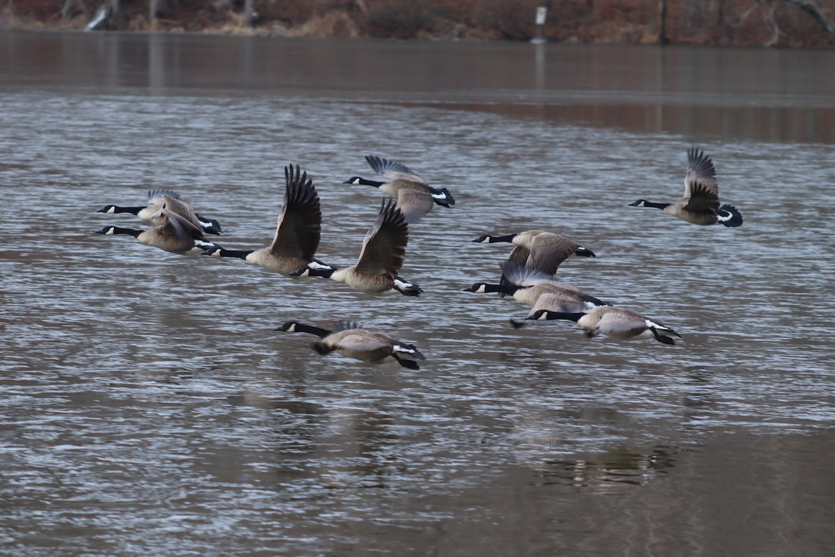 Canada Goose - ML630291532