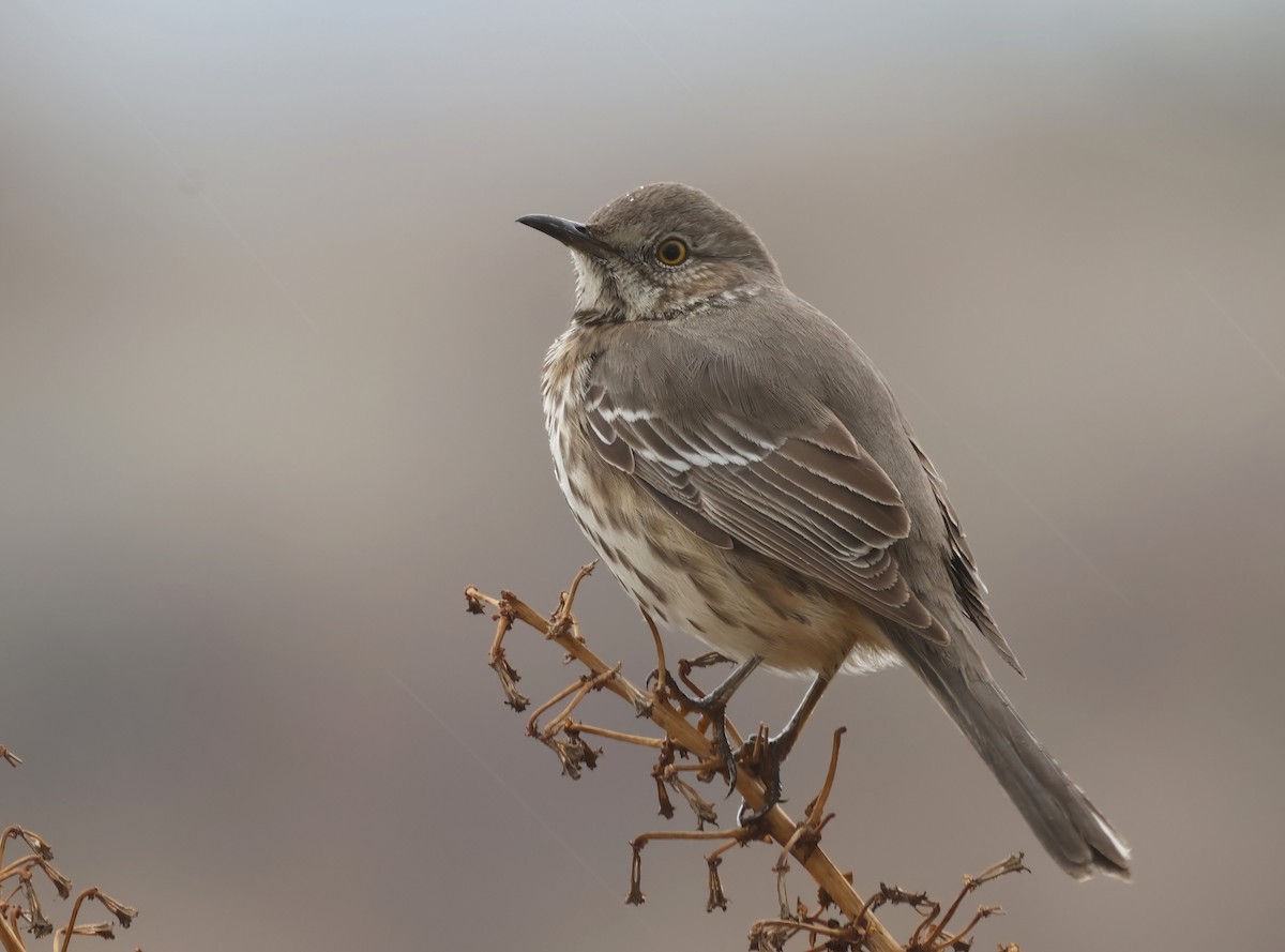 Sage Thrasher - ML630291538