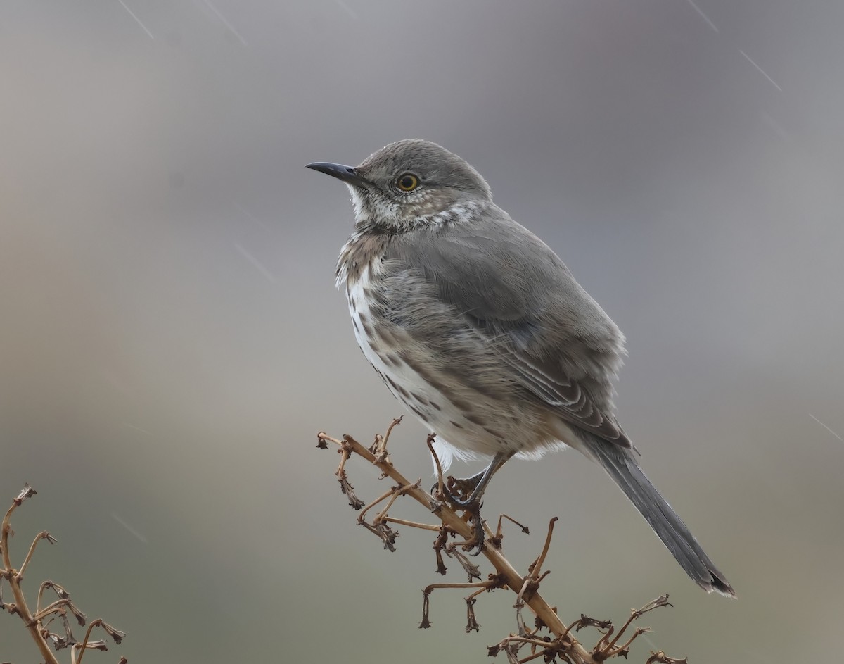 Sage Thrasher - ML630291539