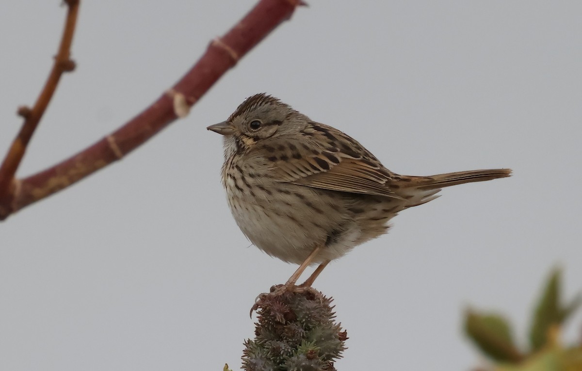 Lincoln's Sparrow - ML630291553