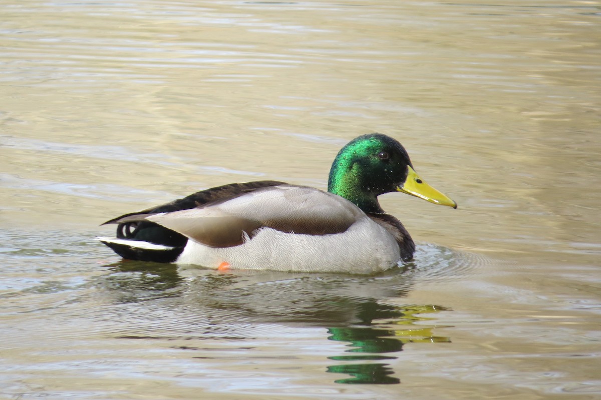 Mallard - ML630291824