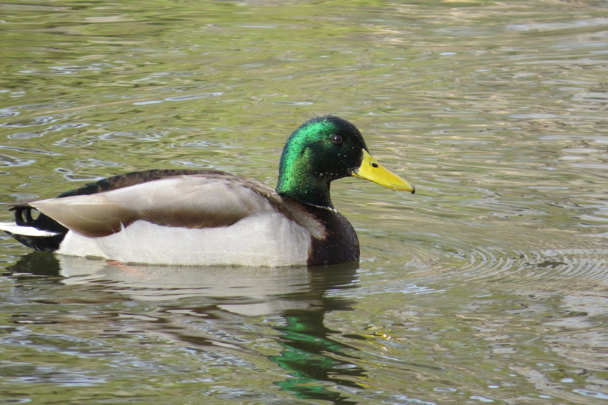 Mallard - ML630291826