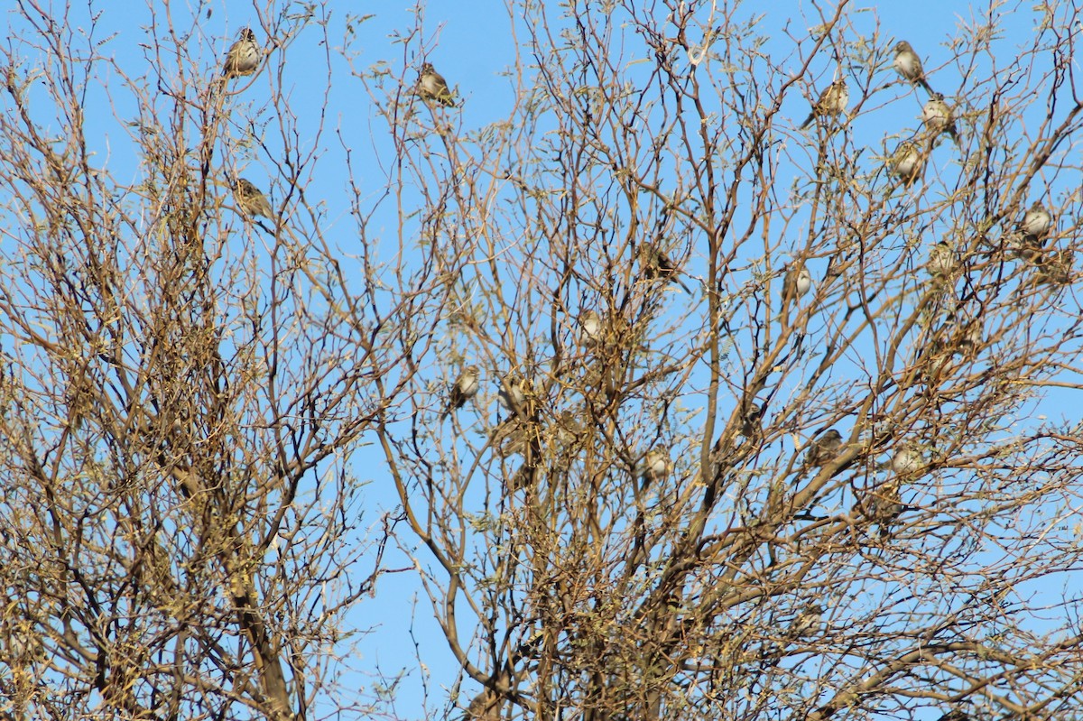 Lark Sparrow - ML630291928