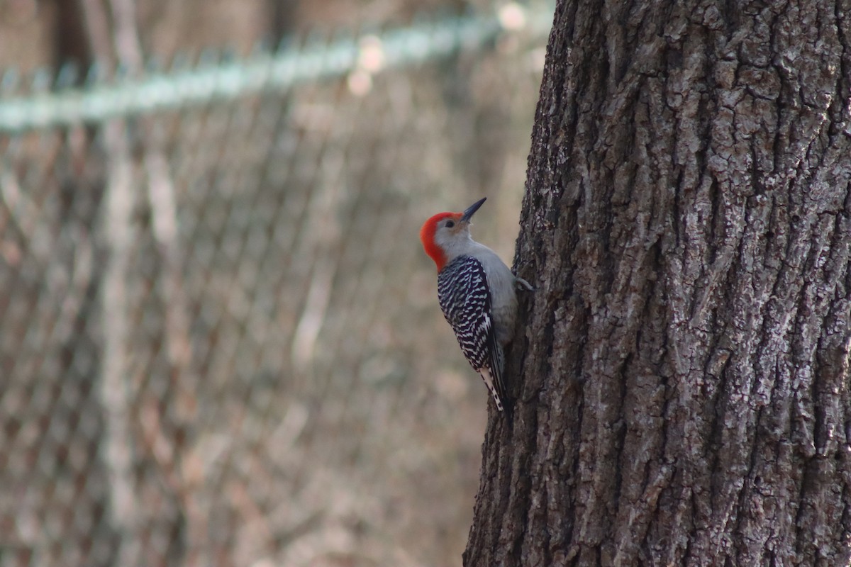 Red-bellied Woodpecker - ML630292270