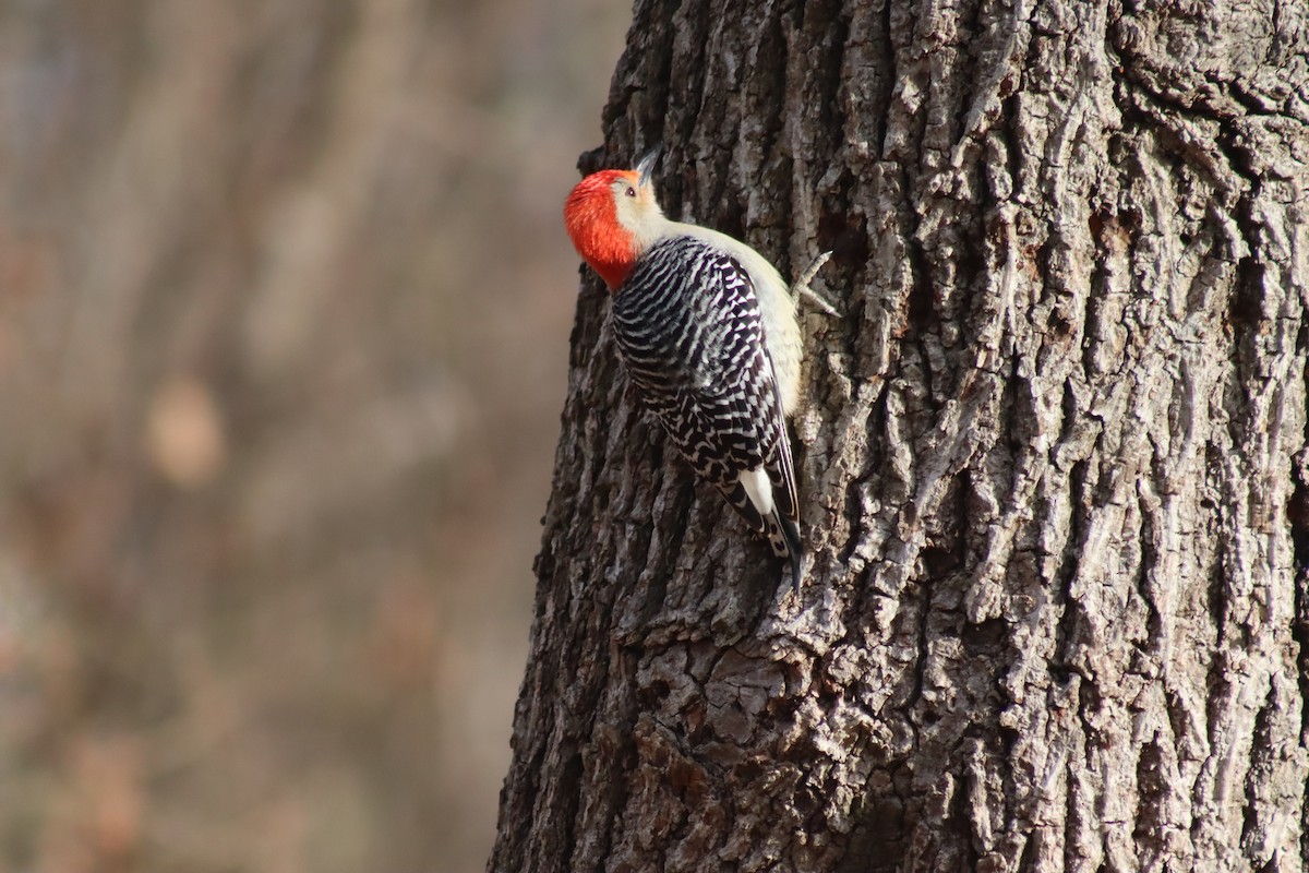 Red-bellied Woodpecker - ML630292271
