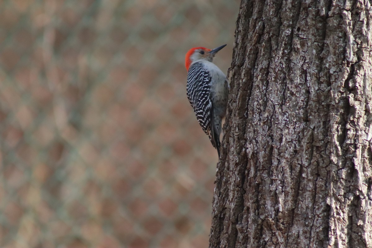 Red-bellied Woodpecker - ML630292272
