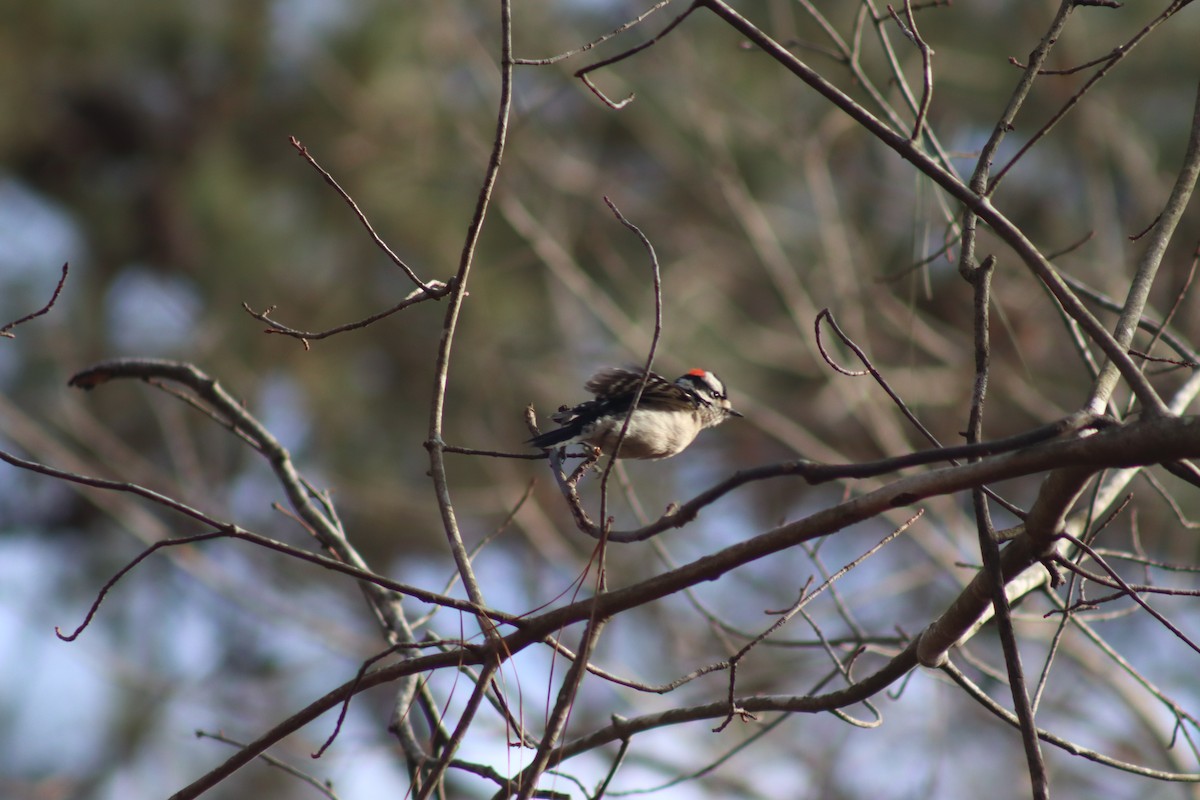 Downy Woodpecker - ML630292307
