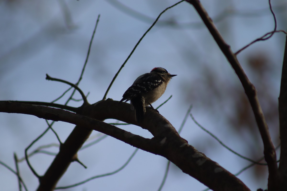Downy Woodpecker - ML630292372