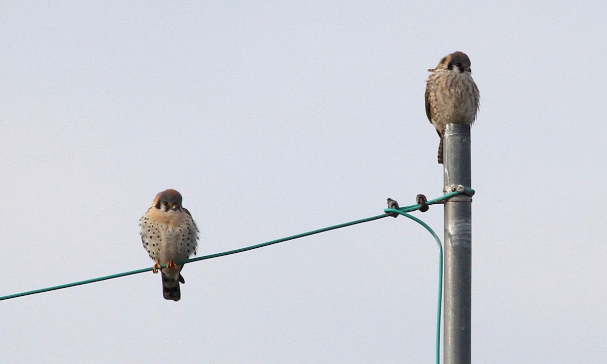 American Kestrel - ML630292430
