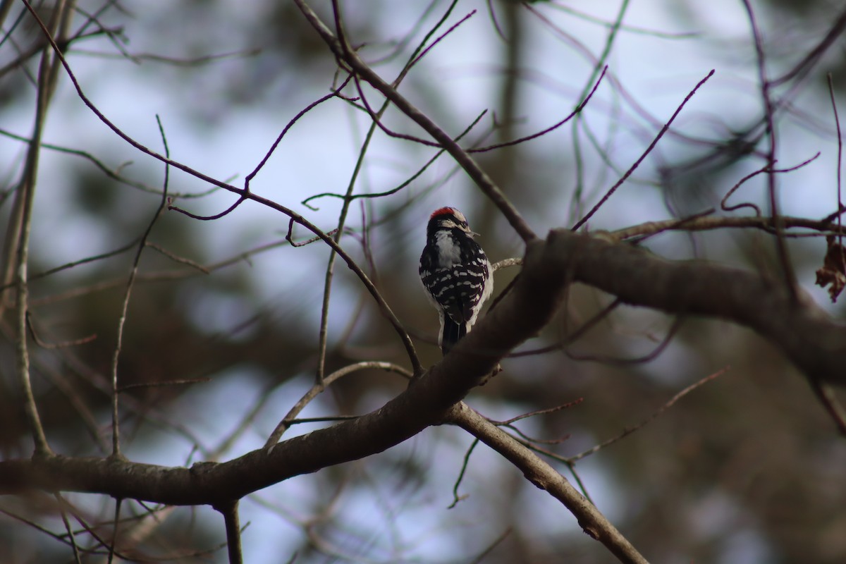 Downy Woodpecker - ML630292439