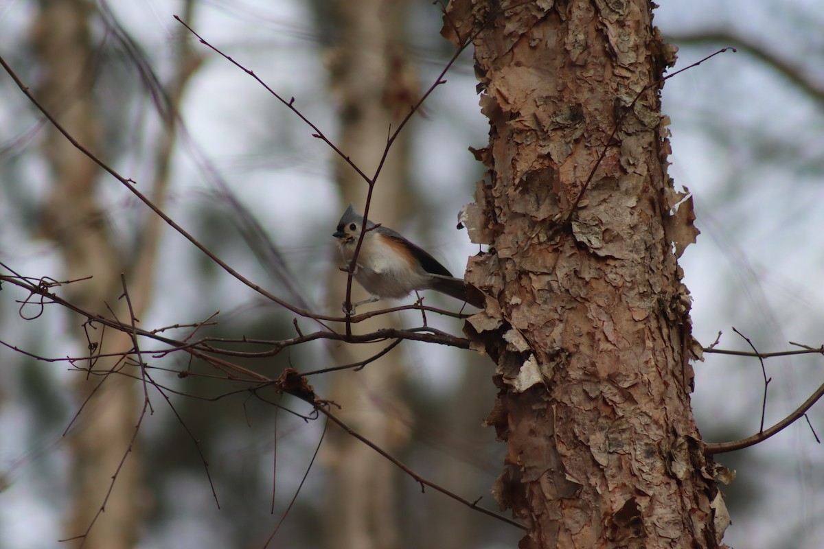 Tufted Titmouse - ML630292470