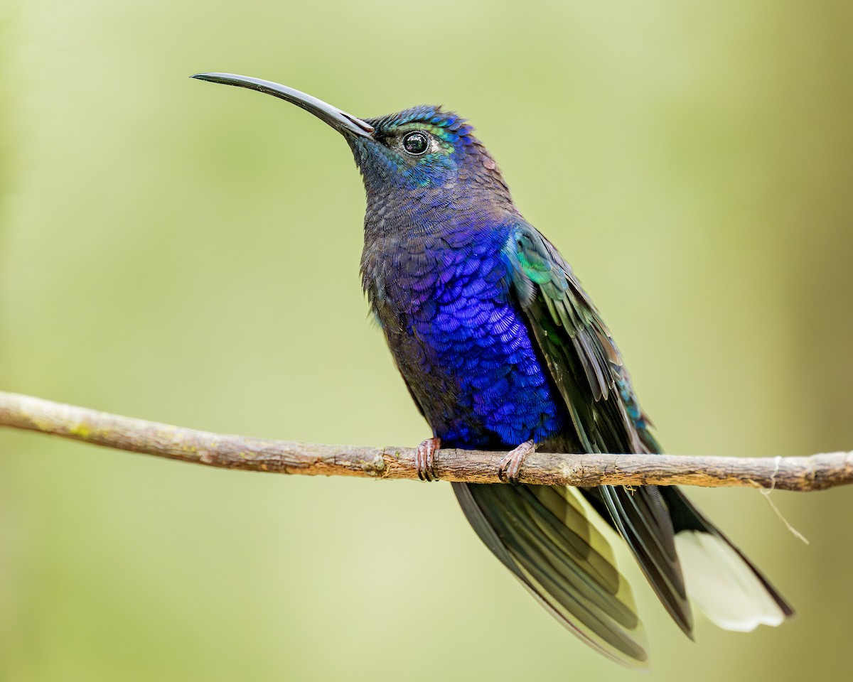 Violet Sabrewing - ML630292606