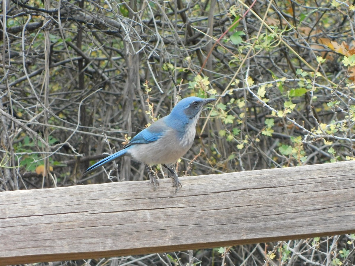 Woodhouse's Scrub-Jay - ML630292612