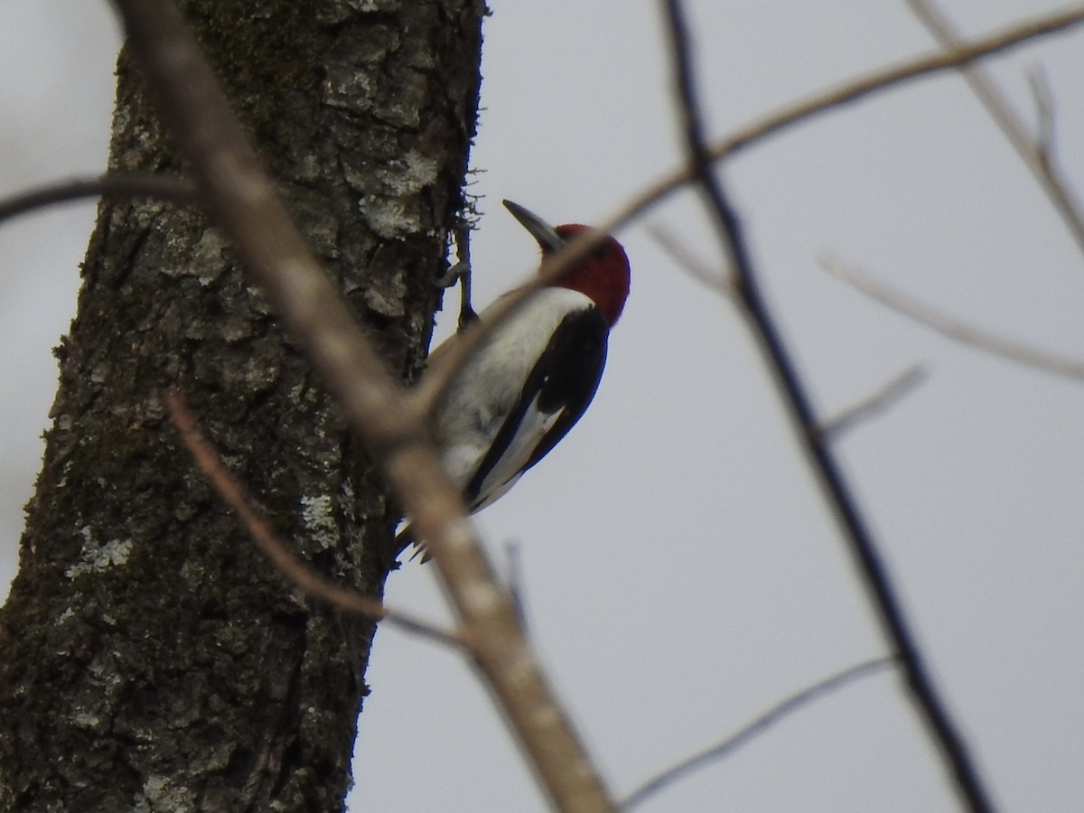 Red-headed Woodpecker - ML630292641