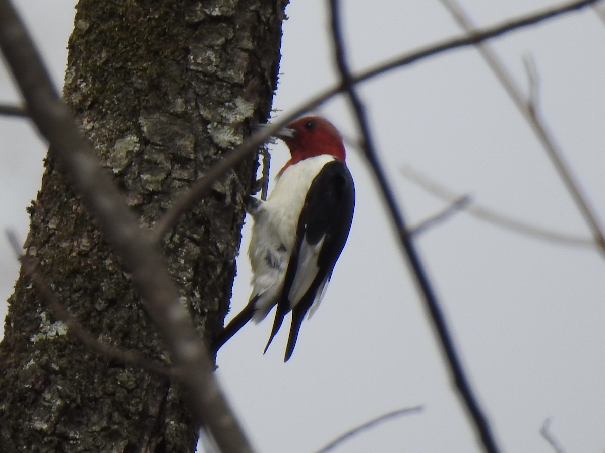 Red-headed Woodpecker - ML630292642