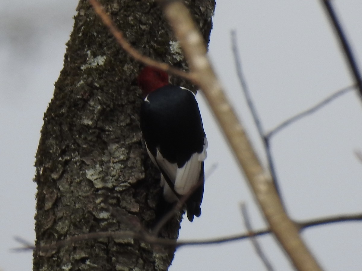 Red-headed Woodpecker - ML630292643