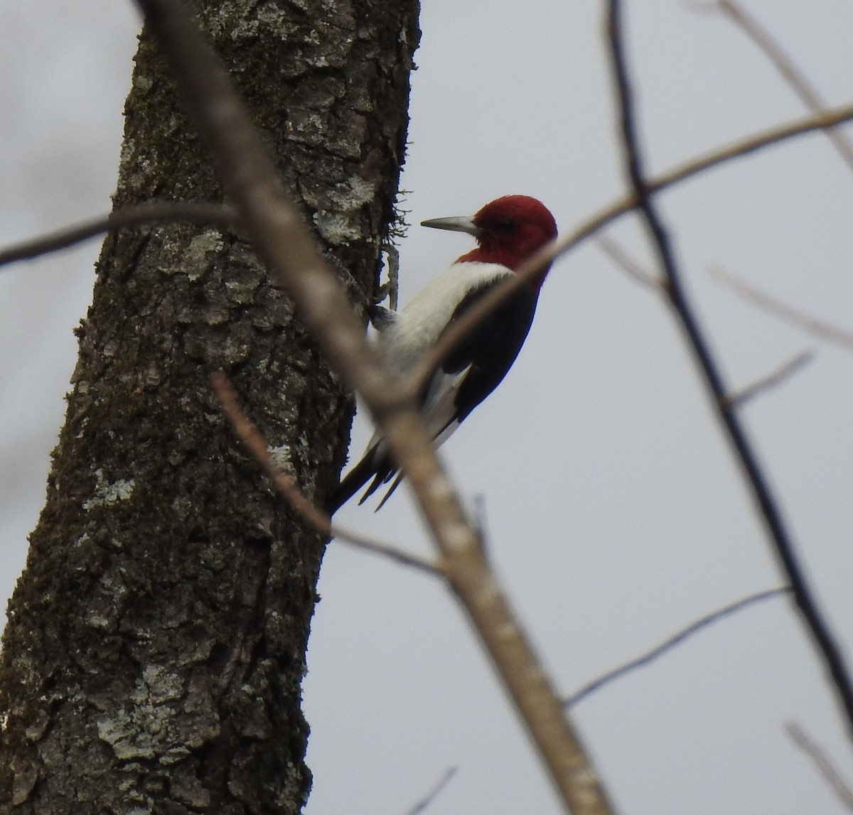 Red-headed Woodpecker - ML630292645