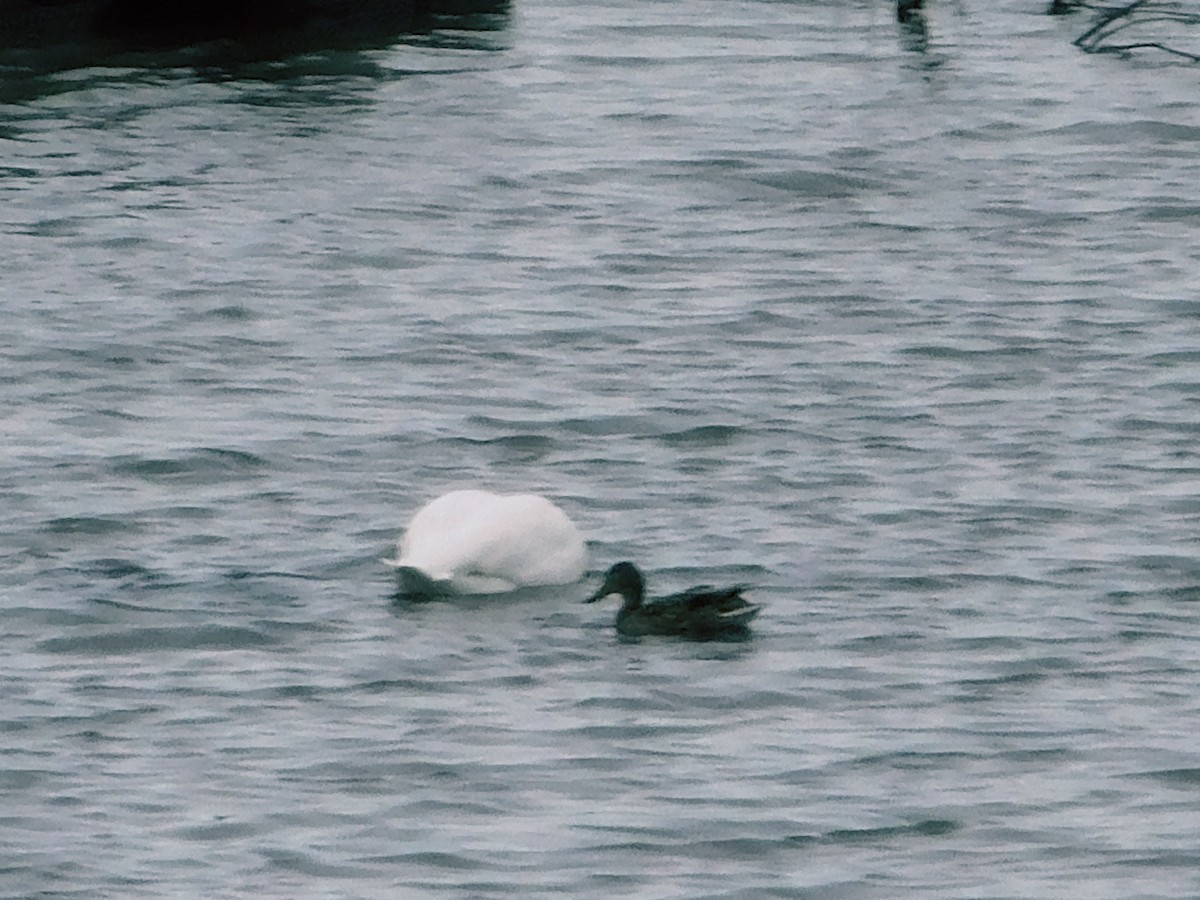 Trumpeter Swan - ML630292655