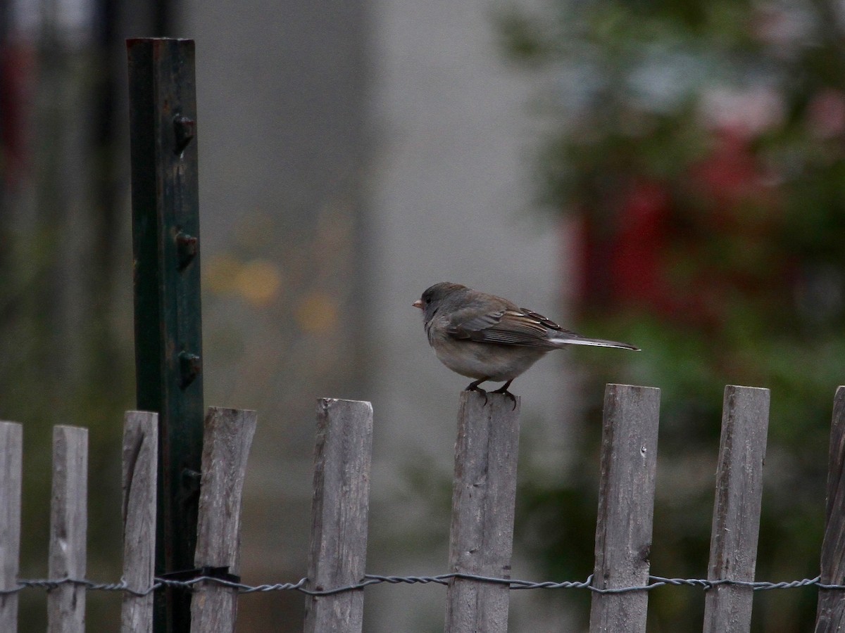 Kara Gözlü Junko (hyemalis/carolinensis) - ML630292657