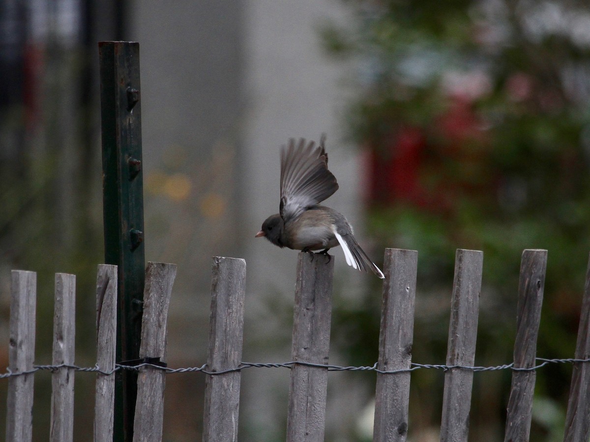 Kara Gözlü Junko (hyemalis/carolinensis) - ML630292658