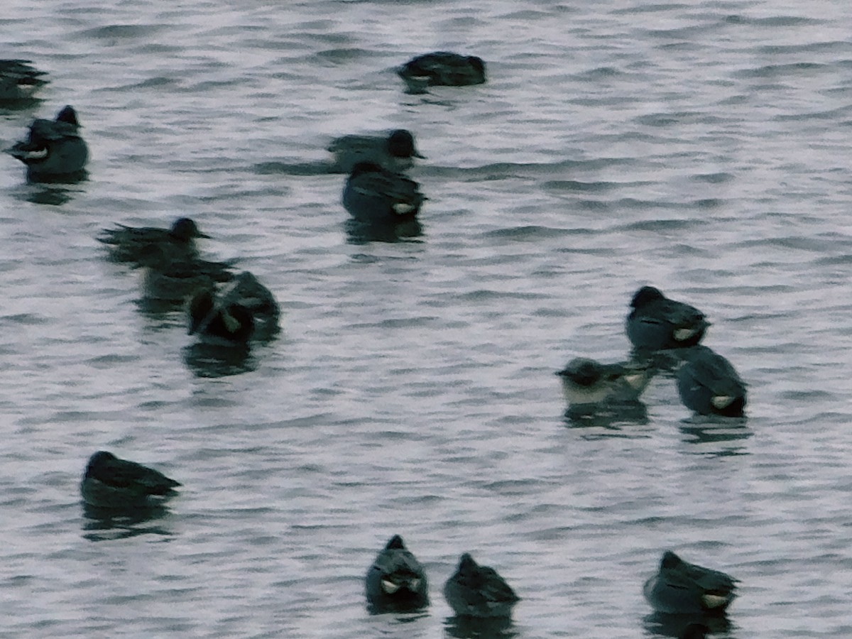 Green-winged Teal - ML630292674