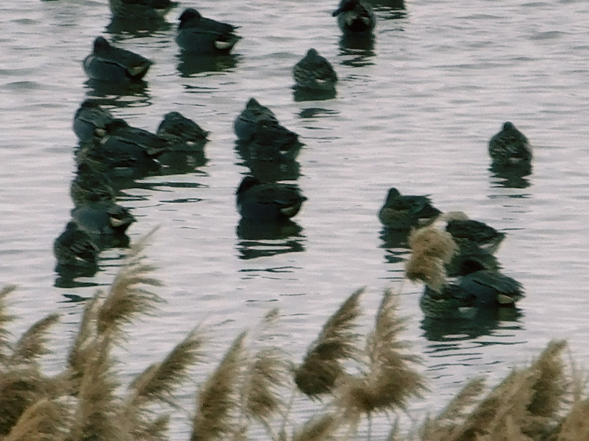 Green-winged Teal - ML630292680