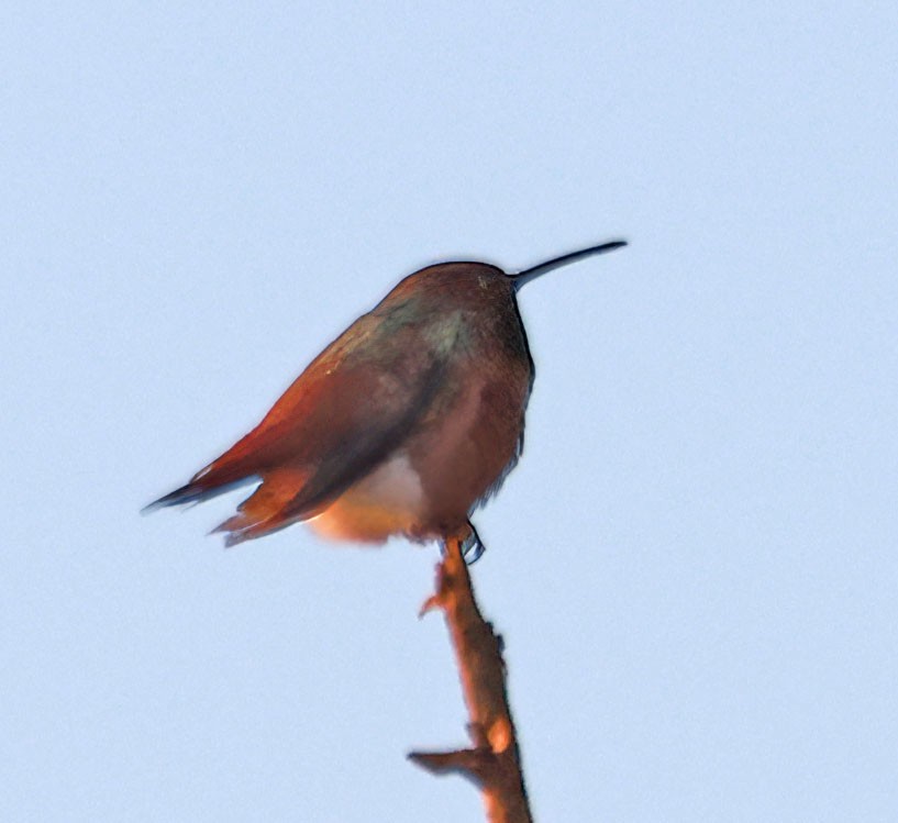Allen's Hummingbird - ML630292783